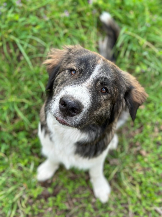 Apollo, a brindle and white dog, sitting in grass and looking up at the camera