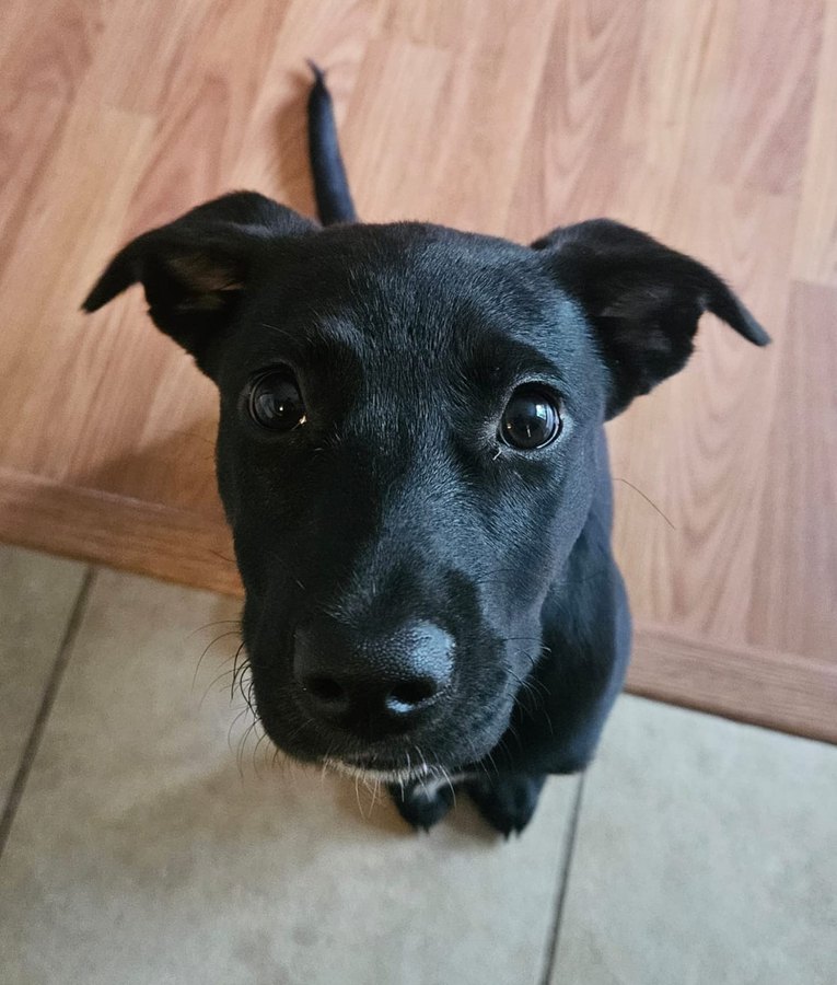 Gaia, a young black dog with half-folded ears, looking up at the camera