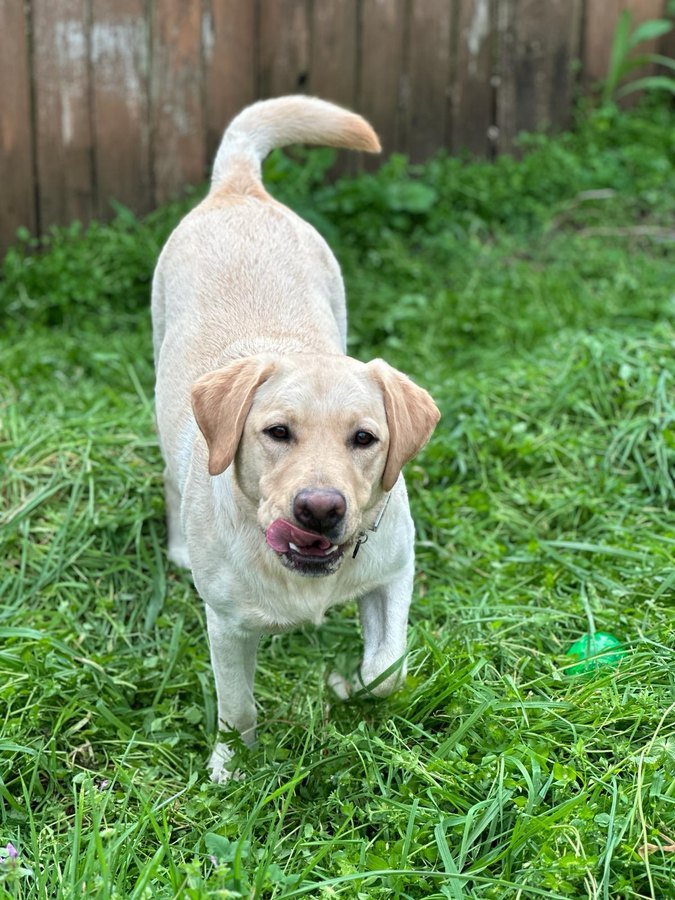 Max, a yellow Labrador, standing in long grass with his tongue out